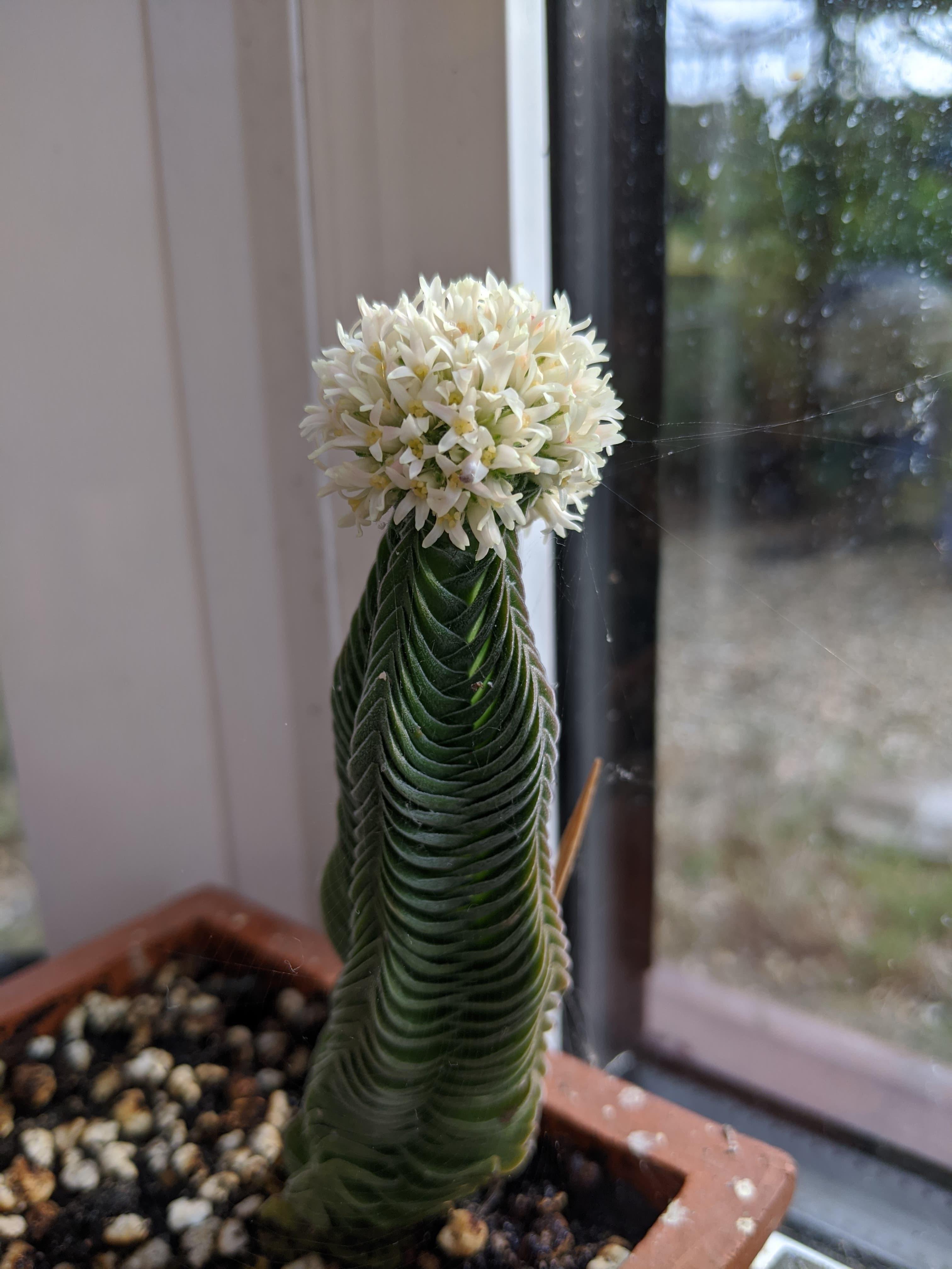 ⛰️ 이와와키산 이와와키데라 (湧出山 岩湧寺) 이미지 5